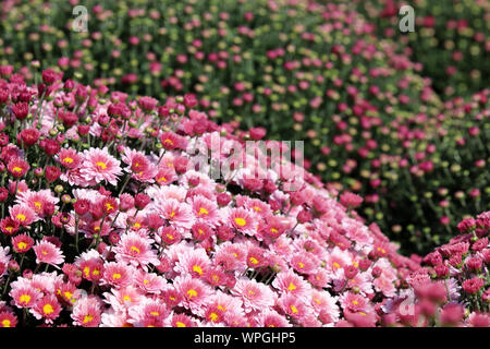 Chrysanthèmes rose, champ de fleurs colorées en journée ensoleillée, la conception de paysage. Floral background Pittoresque, belle modèle, symbole de l'automne Banque D'Images