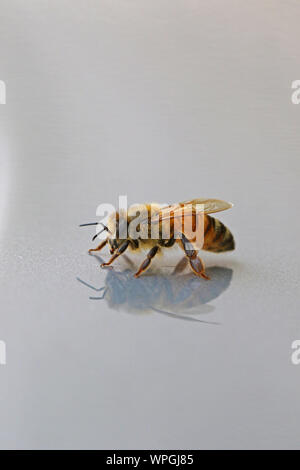 Abeille à miel ou abeille ouvrière extreme close up l'Apis mellifera de ramper sur une surface brillante au printemps en Italie Banque D'Images