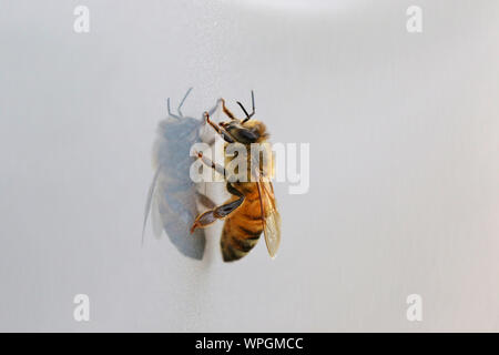 Abeille à miel ou abeille ouvrière extreme close up l'Apis mellifera de ramper sur une surface brillante au printemps en Italie Banque D'Images