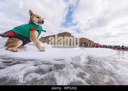 9 septembre 2019, Delmar, CA, US : Tout le monde a un bon moment, lorsque les chiens aller à la plage dans Delmar..Le Chien de Surf Surf-A-Thon fundraiser à Del Mar Helen Woodward Animal Center permet de recueillir des fonds pour l'orphelin animaux domestiques.Le Chien de Surf Surf-A-Thon a lieu chaque mois de septembre, à Del Mar, Dog Beach, situé dans le comté de San Diego, en Californie. (Crédit Image : © Daren Fentiman/Zuma sur le fil) Banque D'Images