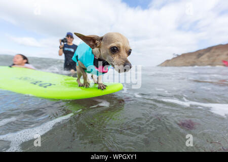 9 septembre 2019, Delmar, CA, US : Tout le monde a un bon moment, lorsque les chiens aller à la plage dans Delmar..Le Chien de Surf Surf-A-Thon fundraiser à Del Mar Helen Woodward Animal Center permet de recueillir des fonds pour l'orphelin animaux domestiques.Le Chien de Surf Surf-A-Thon a lieu chaque mois de septembre, à Del Mar, Dog Beach, situé dans le comté de San Diego, en Californie. (Crédit Image : © Daren Fentiman/Zuma sur le fil) Banque D'Images