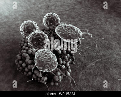 Virus et macrophages, les lymphocytes T attaquent colonie de champignons, les lymphocytes et les phagocytes colonie attaque de champignons, les droits de l'attaque du système immunitaire le champignon Banque D'Images