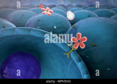 L'insuline, glucose, cellule, le glucose, l'insuline humaine, la structure de la molécule Banque D'Images
