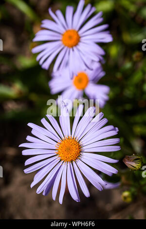 Belle purple asters un jour d'été dans le jardin Banque D'Images