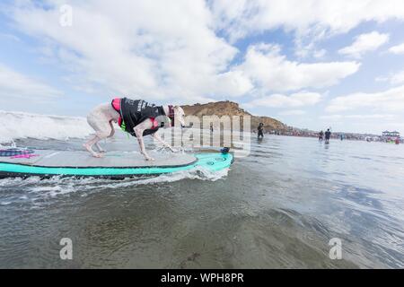 Delmar, CA, USA. Sep 9, 2019. Tout le monde a un bon moment, lorsque les chiens aller à la plage dans Delmar.Le Chien de Surf Surf-A-Thon fundraiser à Del Mar Helen Woodward Animal Center permet de recueillir des fonds pour l'orphelin animaux domestiques.Le Chien de Surf Surf-A-Thon a lieu chaque mois de septembre, à Del MarÃs Dog Beach, situé dans le comté de San Diego, en Californie. Vu ici : Haricots le Crédit : Whipet Daren Fentiman/ZUMA/Alamy Fil Live News Banque D'Images