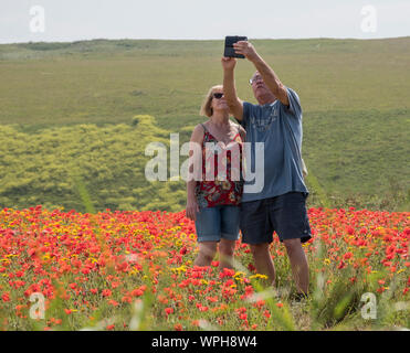 Coquelicots dans les prés de fleurs sauvages de West Pentire, Cornwall Banque D'Images