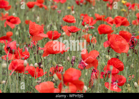 Coquelicots dans les prés de fleurs sauvages de West Pentire, Cornwall Banque D'Images