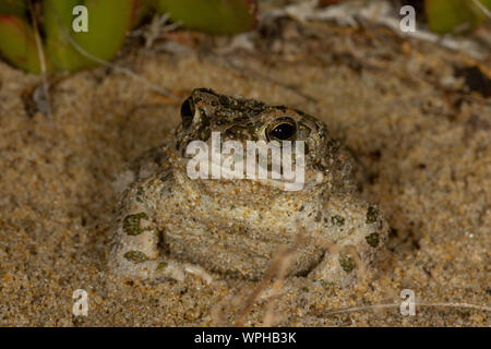 Toad vert européen (Bufotes viridis) situé sur une plage de sable entourée de feuillage la nuit en Sardaigne / Sardaigne, Italie Banque D'Images