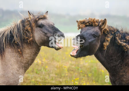 Deux chevaux Konik sauvages du bâillement, ressemble à parler et rire, de bavures de la bardane rempli toupet et mane, réserve naturelle Millingerwaard, Pays-Bas Banque D'Images