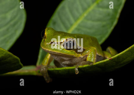 Grenouille sarde vert brillant / Tyrrhénienne (Hyla sarda) sur une feuille verte la nuit en Sardaigne Banque D'Images