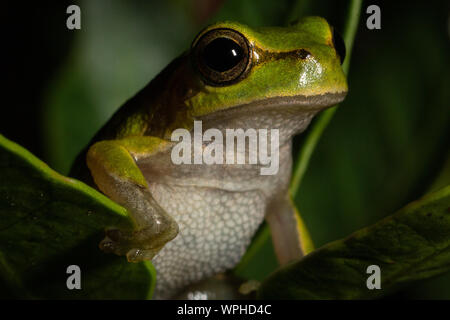 Grenouille sarde vert brillant / Tyrrhénienne (Hyla sarda) sur une feuille verte la nuit en Sardaigne Banque D'Images