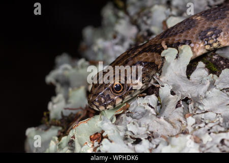 Tête d'un serpent de whip de l'Ouest (Coluber viridiflavus) sur la mousse blanche en Sardaigne / Sardaigne, Italie Banque D'Images