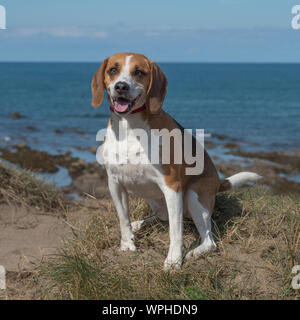 Beagle Banque D'Images