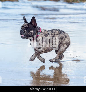 Merle bouledogue français Banque D'Images