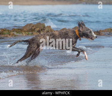 Lurcher playing on beach Banque D'Images