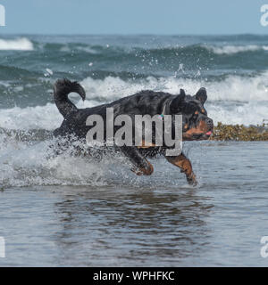 Rottweiler dans la mer Banque D'Images