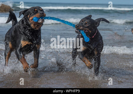 2 chiens rottweiler jouer en mer Banque D'Images