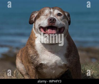 Un eyed Staffordshire Bull Terrier rescue dog Banque D'Images
