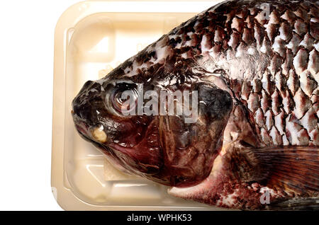 Le poisson Tilapia noir acheté dans un supermarché britannique Banque D'Images