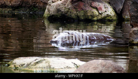 Hippopotamus dormir dans un trou d'eau en Afrique, en Tanzanie. Banque D'Images