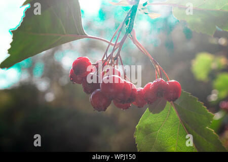 Les baies d'aubépine rouge close up sur une branche en automne floue du soleil sur fond de ciel bleu sur fond d'automne nature soft focus sélectif. Copie du texte de l'espace. Banque D'Images