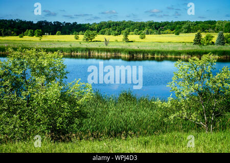 Paysage d'été avec des arbres et le bleu de l'eau. Contexte lointain champ doré montre avec des arbres à l'horizon. Image horizontale. Belle journée ensoleillée. Banque D'Images