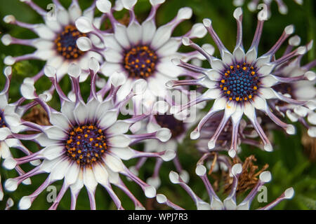 Macro image de printemps fleurs violet lilas, soft abstract floral background Banque D'Images