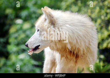 Loup arctique blanc manger Portrait Side View Banque D'Images