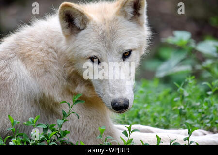 Portrait de Cute White loup arctique libre Banque D'Images