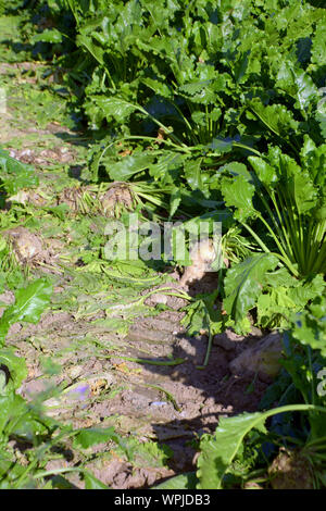 Mangold wurzel ou domaine de la betterave en sol sur terrain, venu de racines et de feuilles de betterave à sucre dans le domaine vue rapprochée Banque D'Images