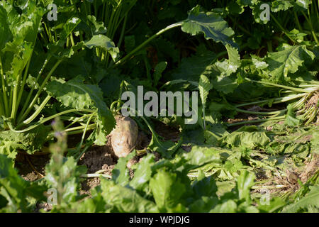 Venu de racines et de feuilles de betterave à sucre dans le domaine vue rapprochée, mangelwurzel fruits sur terrain Banque D'Images