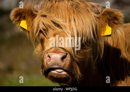 Une vache galloway est à la recherche de mon appareil photo Banque D'Images