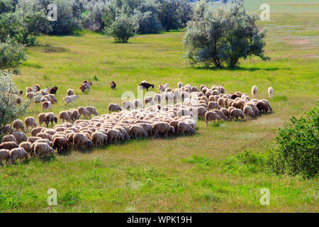 troupeau de moutons dans la prairie. une photo. Banque D'Images