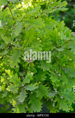 jeune branche de chêne avec feuilles et glands. une photo. Banque D'Images