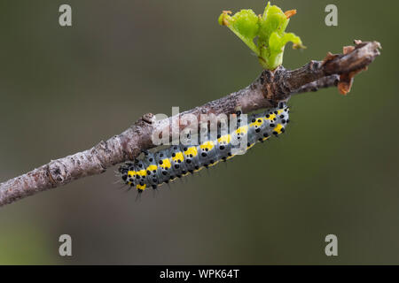 Blaukopf, Brillenvogel Raupe Diloba caeruleocephala,,, figure de huit, Caterpillar, le Double oméga, le Diloba à tête bleue, Eulenfalter, Noctuidae, Banque D'Images