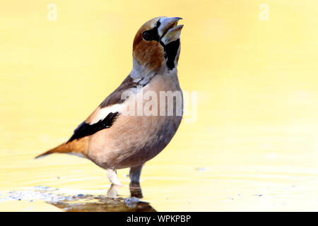 Hawfinch dans un point d'eau naturel dans une forêt méditerranéenne de pins et chênes en automne avec la première lumière du matin Banque D'Images