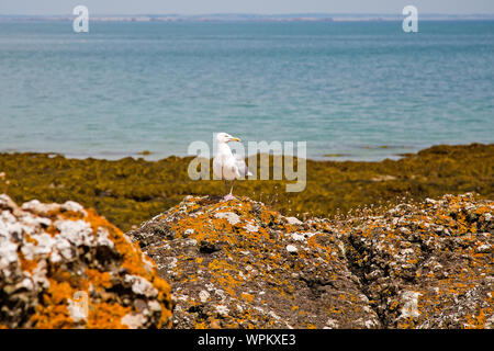 Une mouette sur le rivage à Fliquet Bay, Jersey, Channel Islands. Banque D'Images