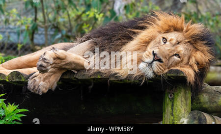 Bristol, Royaume-Uni - Sleepy Lion en captivité Banque D'Images