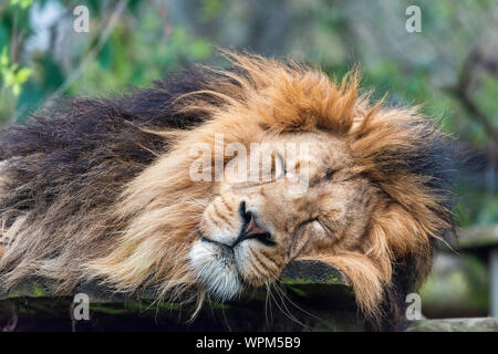 Bristol, Royaume-Uni - Sleepy Lion en captivité Banque D'Images