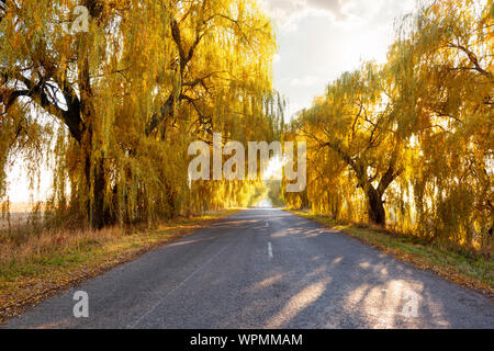 Belle scène d'automne avec une route et de saules à feuilles couleur d'or illuminé par le soleil du soir Banque D'Images