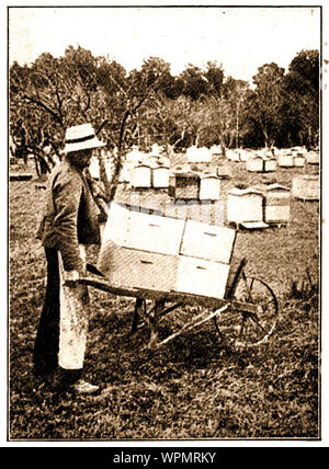 Un magazine 1924 photographie montrant un travailleur sur une ferme commerciale de la Nouvelle-Zélande bee déménagement urticaire sur une brouette Banque D'Images