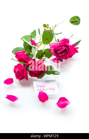 Bouquet de belles roses rouges sur fond blanc Banque D'Images