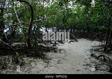 Plage de mangrove à Bloomfield Track dans le Nord du Queensland, la forêt tropicale de Daintree, Cape Tribulation, Australie Banque D'Images