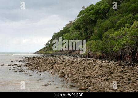 Plage de mangrove à Bloomfield Track dans le Nord du Queensland, la forêt tropicale de Daintree, Cape Tribulation, Australie Banque D'Images