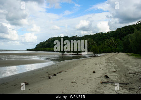 Plage de mangrove à Bloomfield Track dans le Nord du Queensland, la forêt tropicale de Daintree, Cape Tribulation, Australie Banque D'Images