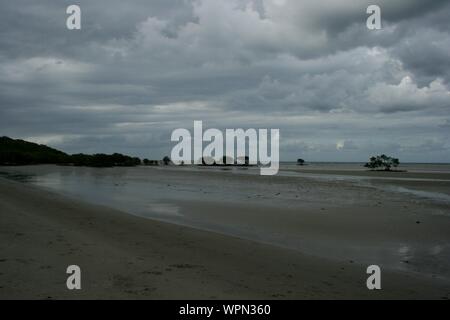 Plage de mangrove à Bloomfield Track dans le Nord du Queensland, la forêt tropicale de Daintree, Cape Tribulation, Australie Banque D'Images