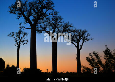 Les baobabs (Adansonia digitata) dans le sud de Madagascar Banque D'Images