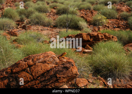 Cratère de météorite Wolfe Creek, dans l'ouest de l'Australie Banque D'Images