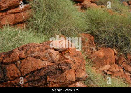 Cratère de météorite Wolfe Creek, dans l'ouest de l'Australie Banque D'Images