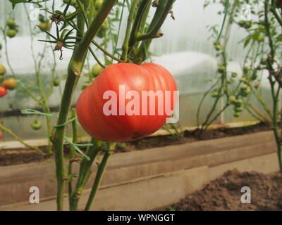 Les tomates poussent sur des buissons dans la serre. Olericulture. L'agriculture. L'agriculture. Banque D'Images